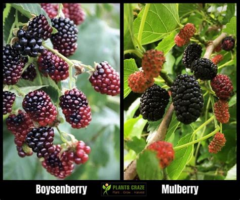 kjech vs mulberry|does anyone know why mulberry and kjech don't work for the  .